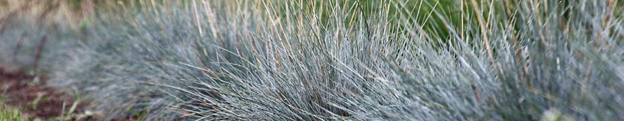 Festuca glauca heet ook wel blauw schapengras vanwege de blauw-groene bladkleur