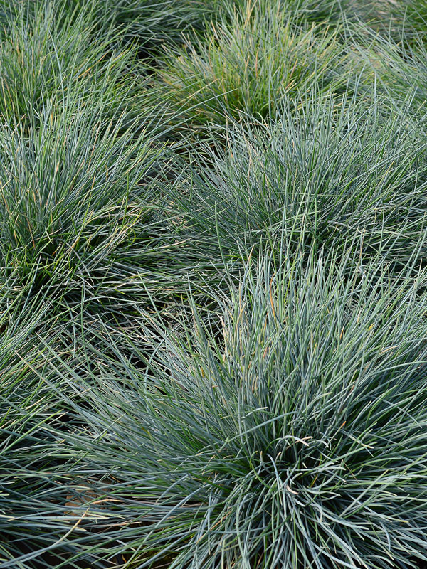 festuca doet het goed op een droge, redelijk schrale bodem in de zon