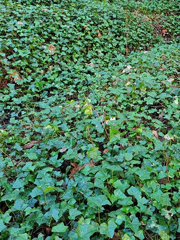 Hedera hibernica is een snelgroeiende wintergroene klimplant die ook als bodembedekker gebruikt kan worden