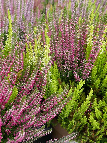 zomerheide bloeit in verschillende kleuren in de herfst of najaar 