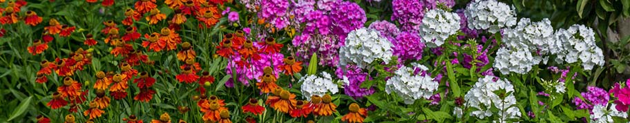 Phlox paniculata aanplanten achteraan in de border door dat ze redelijk hoog worden