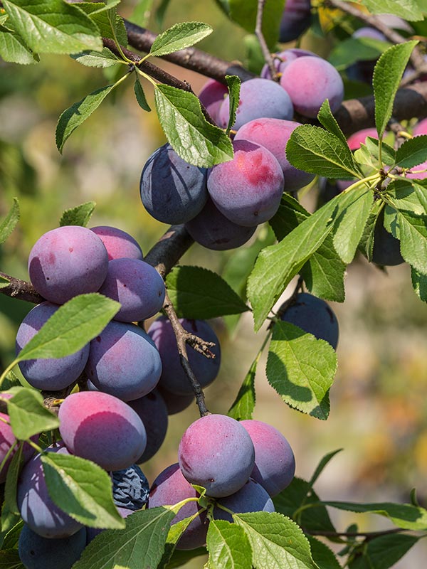 Pruimenbomen groeien op elke goed doorlatende grond en staan het liefst in de zon