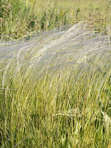 stipa of wel vedergras heeft erg dun loof en lijkt daarom op haren