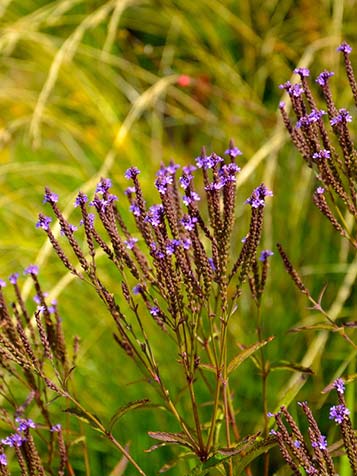 verbena hastata een beschutte plek niet te natte standplaats 