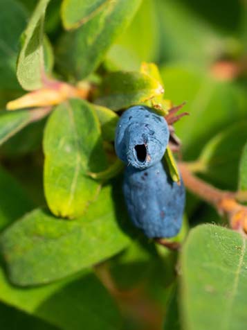 Honingbes is een wat minder bekende fruitstruik, maar zeker de moeite waard vanwege de voedzame bes