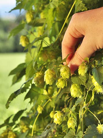 hop is niet wintergroen, van de vruchten kan je bier brouwen