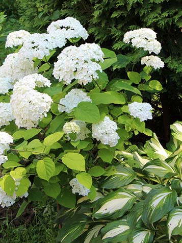 Hortensia Annabelle zijn er in verschillende kleuren, groen roze en wit