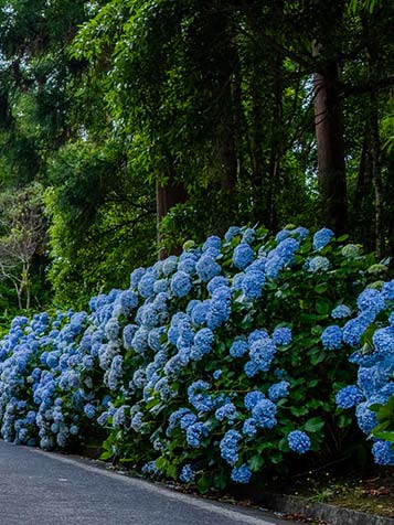 verschillende tinten en kleuren hortensia magical