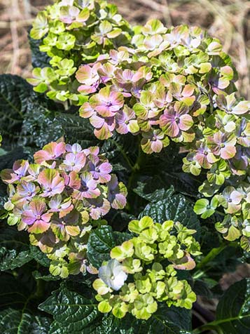 bladverliezende hortensia magical