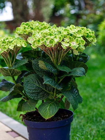 wit groene bloemen van de hortensia magical