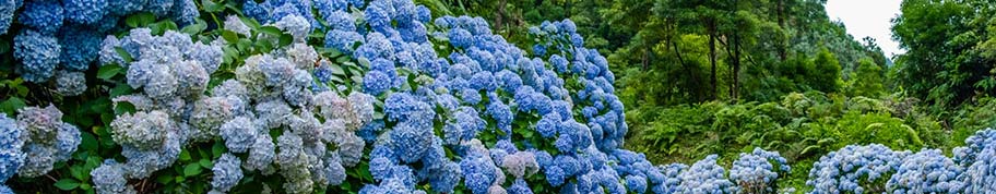 zure bodem voor blauwe hortensia magical
