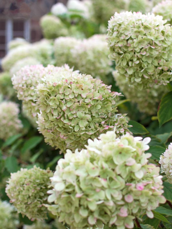 Pluimhortensia's bloeien de gehele zomer met opvallende puntvormige bloemtrossen