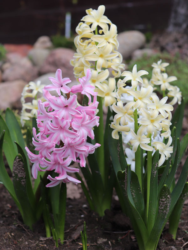 langwerpige bloemen van de hyacinten