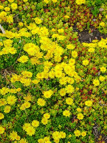 Delosperma deschampsii