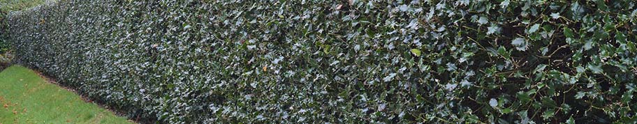ilex aquifolium als haagplant