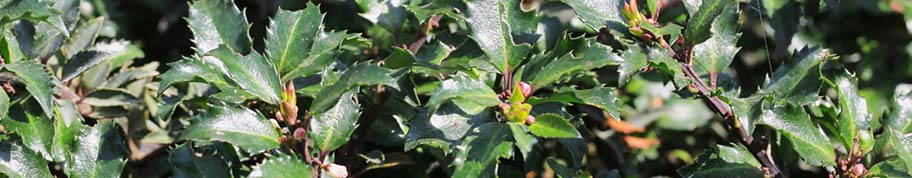 Ilex blue prince heeft getand blad dat niet prikt omdat de bladeren een stuk zachter zijn dan bij gewone hulst