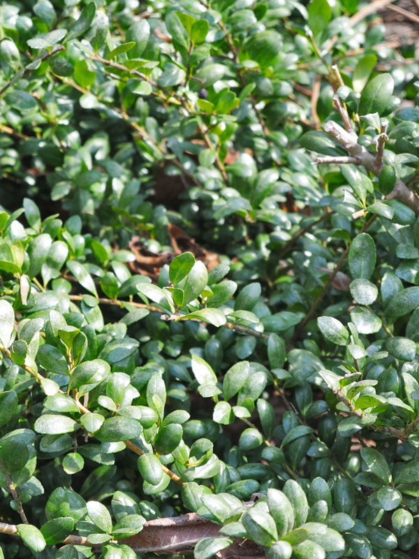 Ilex crenata kan zowel in de zon als in de schaduw groeien, maar heeft wel voldoende licht nodig