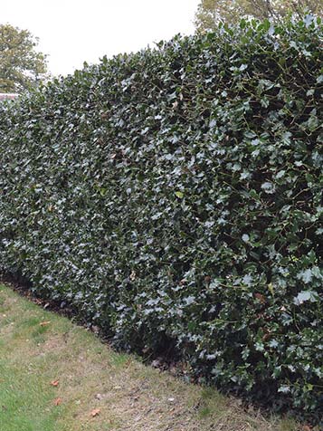 Ilex Blue Prince is breed toepasbaar en kan zowel als solitair en in haagvorm worden gebruikt