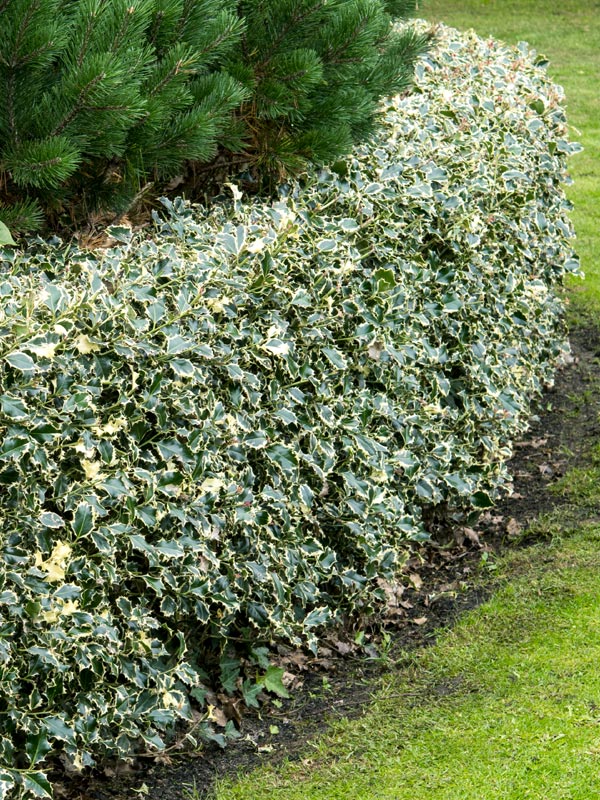 Bonte hulsthaag ilex in een cirkel knippen snoeien