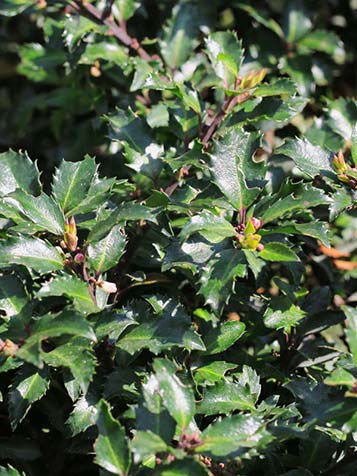 Ilex blue prince is een goed winterharde en wintergroene haagplant met aantrekkelijk donkergroen blad en blauwpaarse stelen