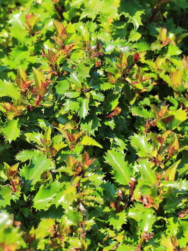 vrouwelijke en mannelijke ilex meserveae krijgen bessen