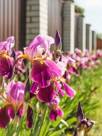 let op dat u de iris niet te diep in de grond plant