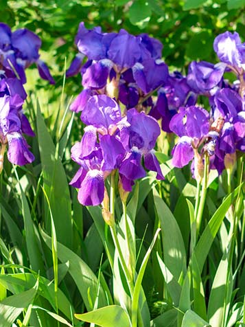 iris germanica is niet zichtbaar in de winter deze overwinterd in de grond