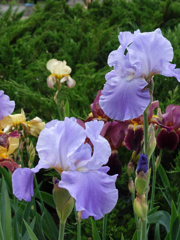 iris germanica is geen vijverplant en kan niet tegen natte voeten