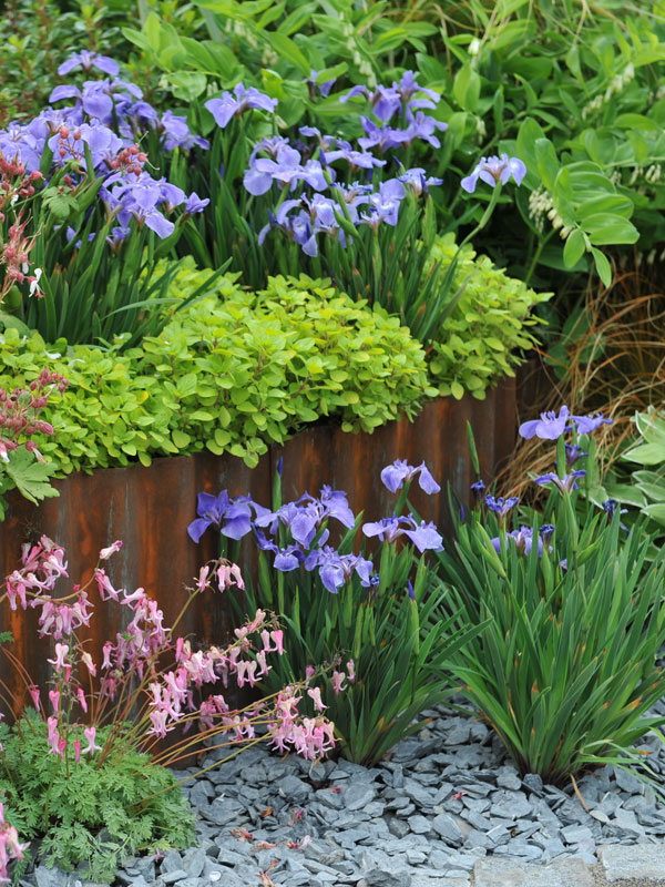 iris plant sterft in de winter helemaal af