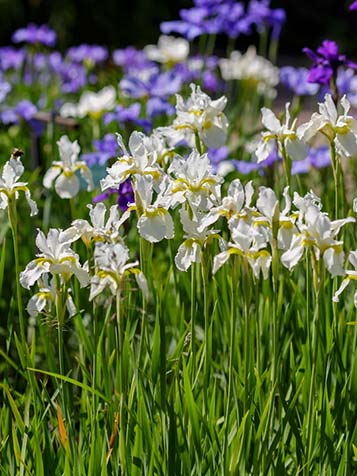 Iris sibirica kan op wel vochtige als drogere grond worden toegepast