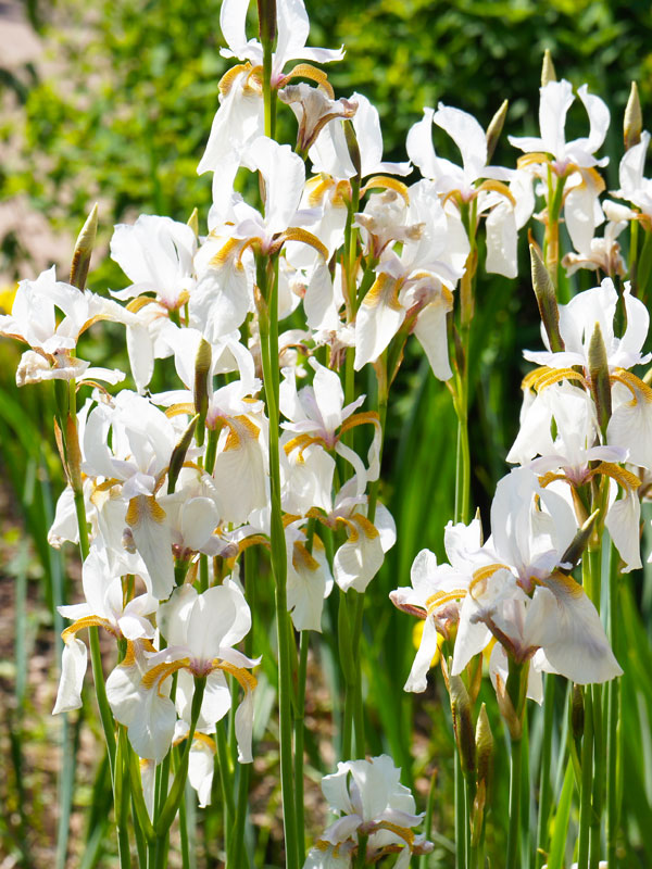In of vlak na de winter kunt u de iris plant snoeien