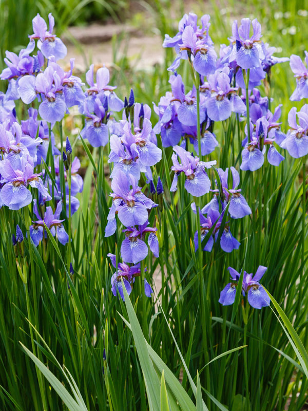 Iris planten zijn er verkrijgbaar in verschillende kleuren
