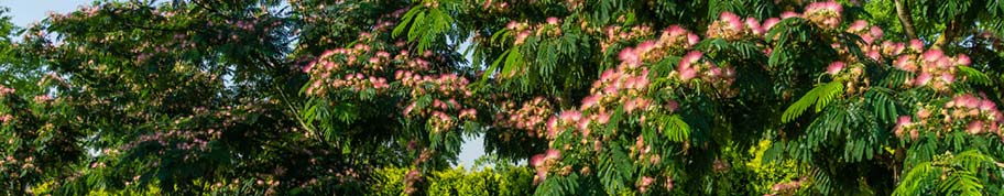 Albizia heeft bijzondere bloemen en samengesteld blad