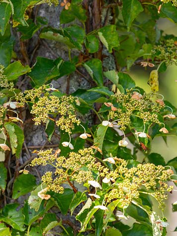 De schermvormige bloemen zijn wit van kleur en verschijnen in mei en juni