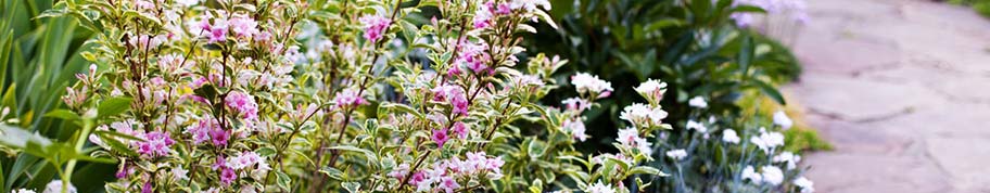 Bontbladerige Weigela