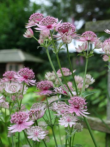 Rijkbloeiende Astrantia of Zeeuws knoopje