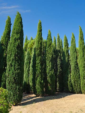Italiaanse cipressen mogen ieder jaar worden gesnoeid voor een nog strakker uiterlijk