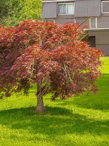 In het najaar verkleurt het blad van de Japanse esdoorn nog feller voordat deze van de boom valt