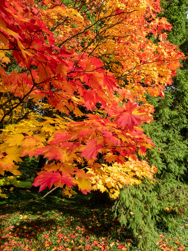 Ook aan het einde van het seizoen in de herfst zorgen vaste planten voor kleur