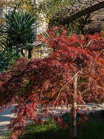 Acer 'Garnet' heeft rood diep ingesneden blad