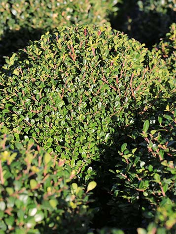 De Latijnse  naam voor Japanse hulst is ilex creanata