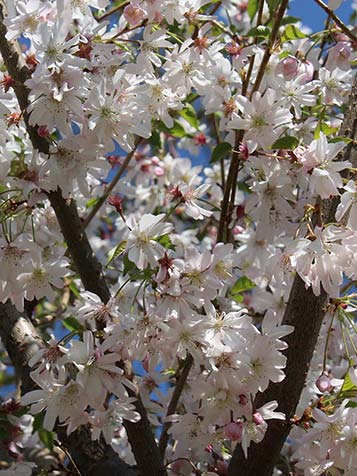 De bloei van een prunus subhirtella autumnalis duurt van november tot april en daarmee is het de sierkers met de langste bloei