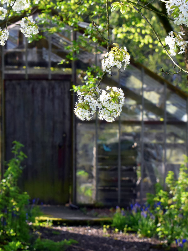 Fruitplanten zorgen niet alleen voor heerlijke vruchten, maar ook voor kleurrijke bloesems in uw eigen tuin
