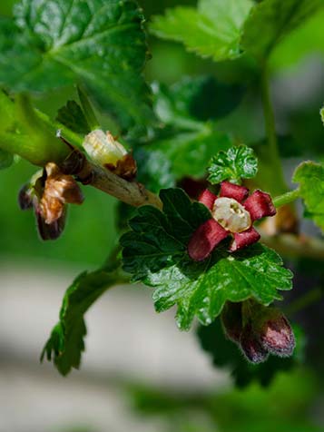 In het voorjaar verschijnen onopvallende bloemen die daarna uit zullen groeien tot bessen