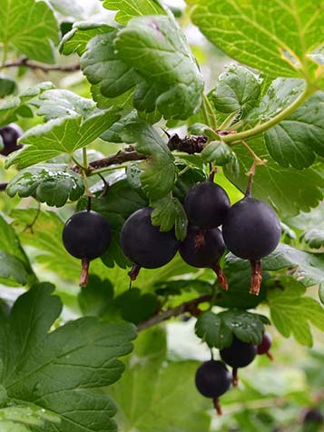 De Jostabes is als struik of als kleine boom te planten in uw tuin