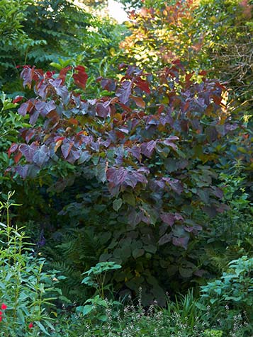 Purper blad van deze Judasboom steekt af van het groen in de tuin