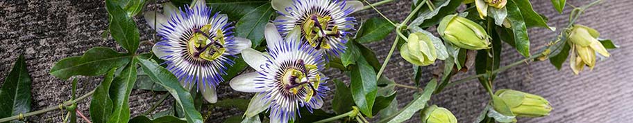 De passiebloem is een klimplant met een lange bloei die de hele zomer aanhoudt