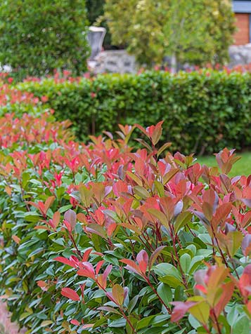 Photinia red robin staat graag in een zure bodem en goeddoorlaatbare grond