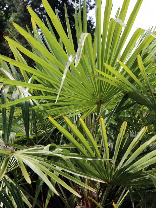 een Trachycarpus fortunei kan goed tegen kou bij strenge vorst beschermen