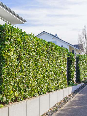 klant en klaar haag planten